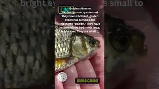 What is a Golden Shiner?
