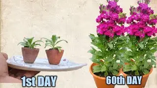 stock flower || stock flower plant result video