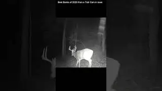 Best Bucks of 2025, from a Trail Cam in Iowa, NE Location  #shorts #bucks