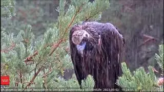 Bajo la lluvia y planos del entorno. 🔴DIRECTO buitre Sierra de Guadarrama.