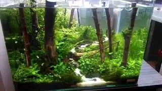 Forest edge - Scapers Tank Contest