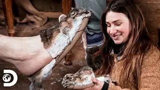 Snowbird hace pantuflas con piel de ratas | Alaska: Hombres Primitivos | Discovery Latinoam&eacute;rica