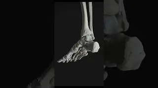 movement of ankle joint