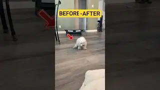 The Incredible Recovery Story of a Paralyzed Dog