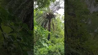 Beautiful view Green 💚 Forest #naturalsoundpeaceful #naturetranquility #shortsfeed #birdsong #nature