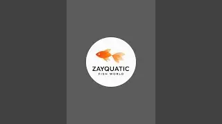 #arowana #aquarium #fish #viral #fishshorts #livefeeds #og #shortslive #verticallive #shortsfeed