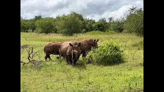 Akagera National Park. Exiting Protected Area in Eastern Rwanda including Savannah, Montane & Swamp.