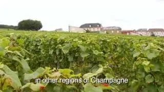 Champagne Salon