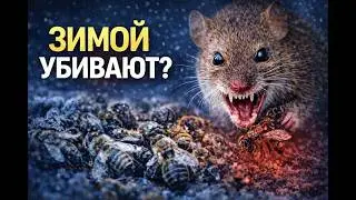 Причина гибели пчёл зимой №5: МЫШЬ В УЛЬЕ