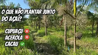 O que NÃO PLANTAR junto com açaí?