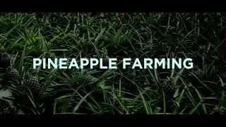 Pineapple Farming from Planting to Harvest | High-Yield Methods by Vinra Farms