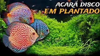 AQUÁRIO PLANTADO COM ACARÁ DISCO: O QUE VOCÊ PRECISA SABER!