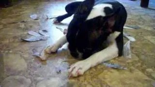 Lady the Guilty Boston Terrier