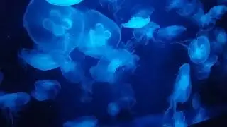 Jellyfish glowing effect