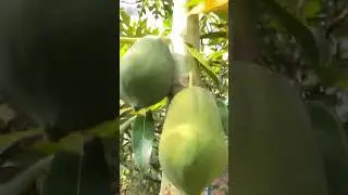 Papaya Tree Vibes! Fresh Nature in 9 Secs | UnixVision