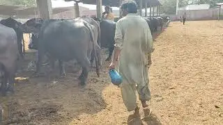 BIG DAIRY FARM