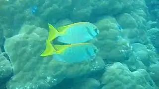 Two-barred rabbitfish (Siganus doliatus)