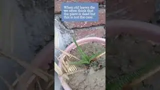 Cycas grown from bulb🍃#happyplanting #shorts #mustwatch #mustknow