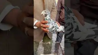 jama masjid birds market delhi 2025 #jamamasjid #kabutar #pigeon #birds #youtubeshorts #shortsfeed