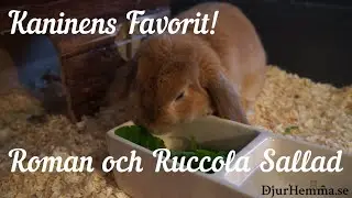 Kaninens Favoritmat: Roman och Ruccola Sallad