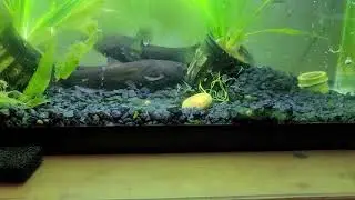 bull head catfish | hospital tank | 5.5 gallon aquarium