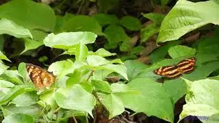 butterfly.230801601p01kf-symbrenthia lilaea 散紋盛蛺蝶-A002C01