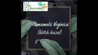 #homeopathicremedy #materiamedica Reading Hamamelis Virginica From Allen's keynote & BMM