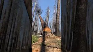 Звук падающего дерева просто безумен.