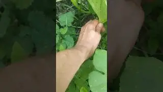 Keeping🥬& Field Mustard Clear