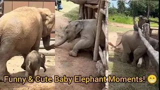 Cutest Baby Elephant Moments Ever 🐘 || Funny & Adorable Elephant Compilation 2025”