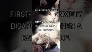 First-night anxiety disappears when a cat curls up.