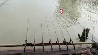 Mancing nila purba trbaru