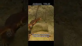 rough skinned newts #shorts #animals