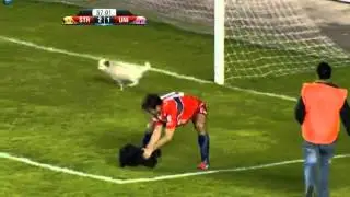 Three cute dogs ran out at play-field and bited a football player which kicked them