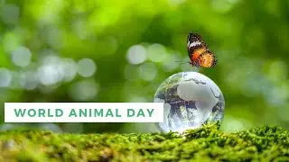 World Animal Day: United for Nature and Its Inhabitants