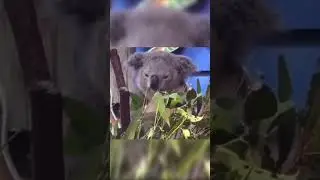 Spending some Koalaty time 👀 #shorts #animal #animals #koala #funny #joke #aussie #australia