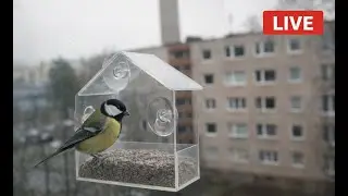 Vilnius Birds | Live Window Bird Feeder