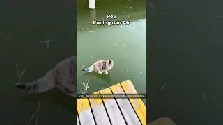 Kucing dan Air yang buat kocak #cat #kucinglucuterbaru #funny #catlover #pecintakucinglucu #kucing