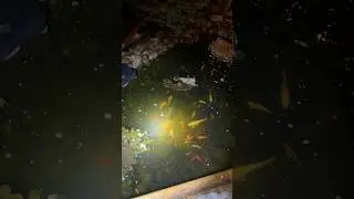 Вечерняя проверка пруда с карпами кои 🌙🐟 | 55&deg; в декабре?!
