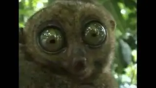 Dramatic Bush Baby