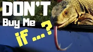 5 Reasons You Shouldn't Get A SAVANNAH MONITOR 2020