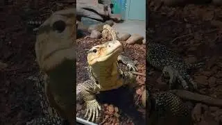 nskzoo