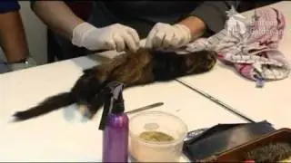 Gelderse Koppen - Dieren zijn leuk, levend en dood