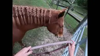 ASMR Feeding Horses Donkeys and Sheep During Morning Farm Chores