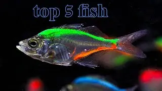Top 5 Fish