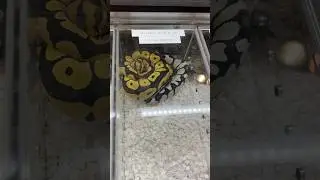 DESERT GHOST AXANTHIC & DG CLOWN FROM A REPTILE EXPO🔥