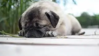 Sleeping Pug Relaxing and soothing music