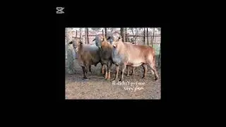 &laquo;ТОП-3 барана породы Митмастер, ГОТОВЫХ к разведению &ndash; Kwantam Power!&raquo; #meatmastersheep #farming ...