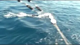 CatchStat | Offshore World Championship Fish #18830
