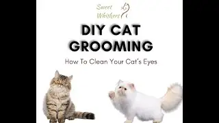 DIY How To Clean Your Cat's Eyes